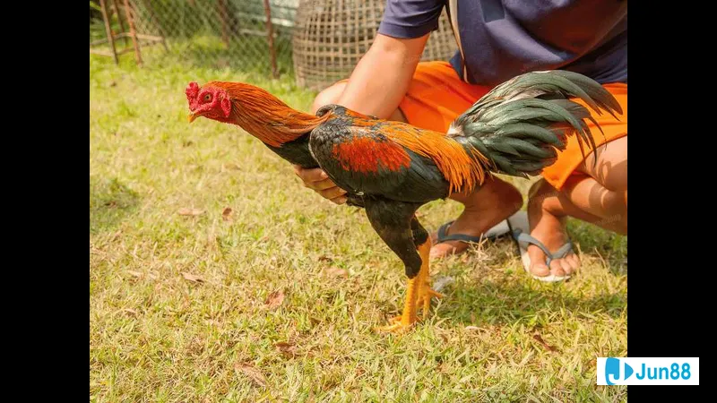 Bế gà đá đúng cách Bế gà đá đúng cách