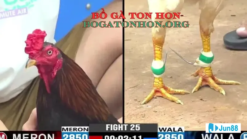 Bồ gà Tonhon cấp độ Trưởng bày lap Bồ gà Tonhon cấp độ Trưởng bày lap