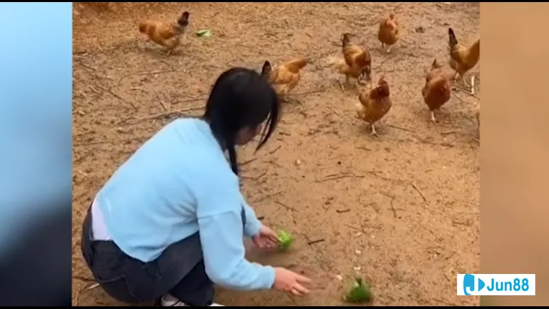 bắt gà đá không kêu Bắt gà đá không kêu