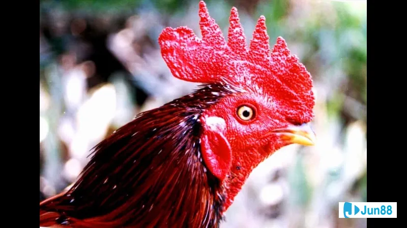 Chăm sóc gà đá trước thi đấu Chăm sóc gà đá trước thi đấu