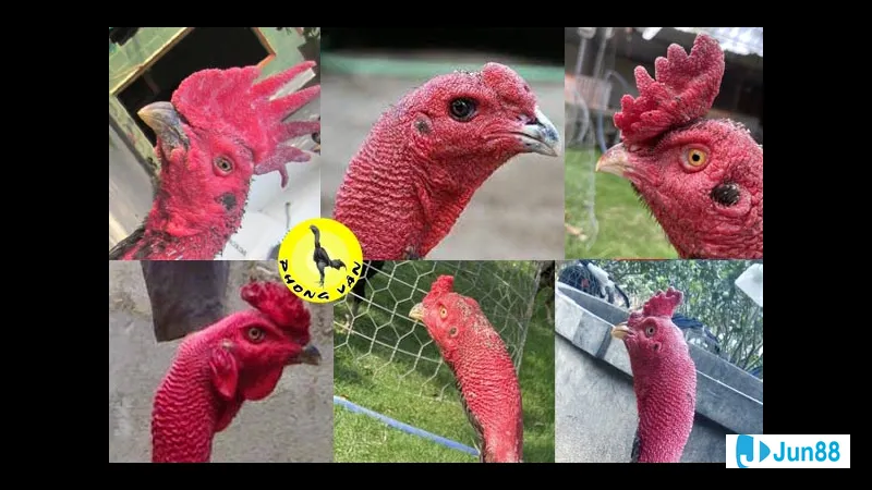 Mồng gà trên sân cỏ Mồng gà trên sân cỏ