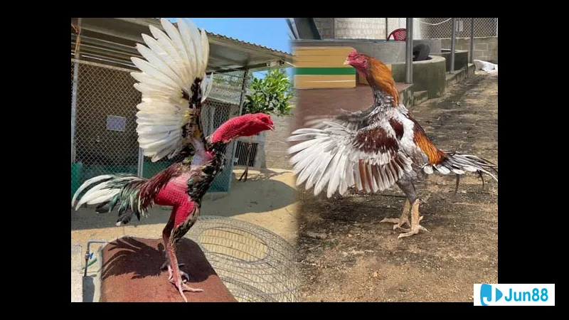 Cô gái trẻ vận động thể chất Cô gái trẻ vận động thể chất