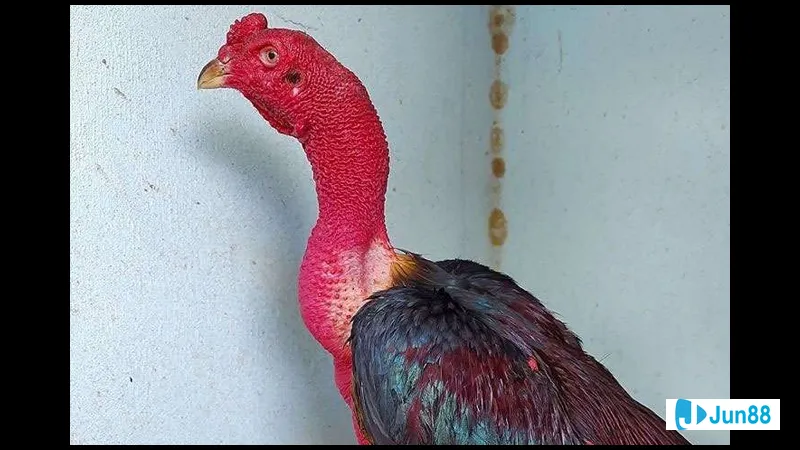 Gà đang chiến đấu hăng say Gà đang chiến đấu hăng say