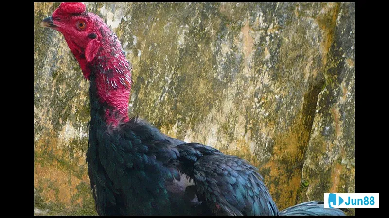 cách làm cổ gà chọi to Cách làm cổ gà chọi to