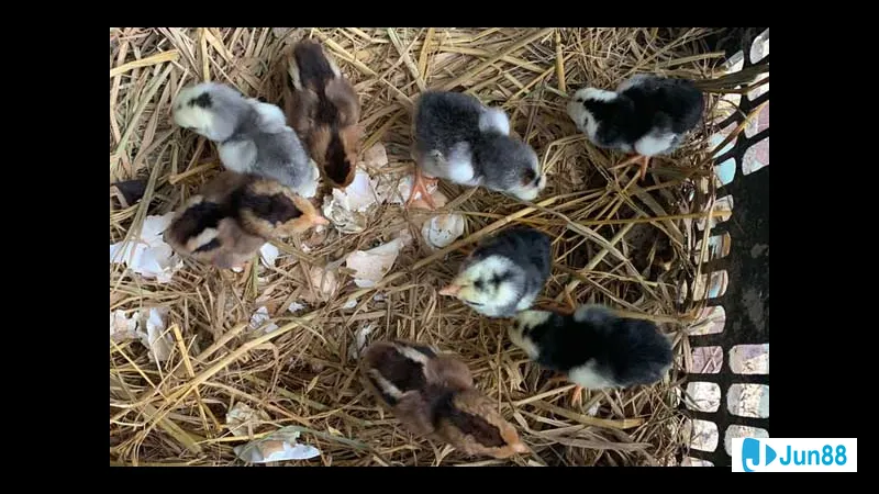 Gà đang chuẩn bị tham gia trận đấu Gà đang chuẩn bị tham gia trận đấu