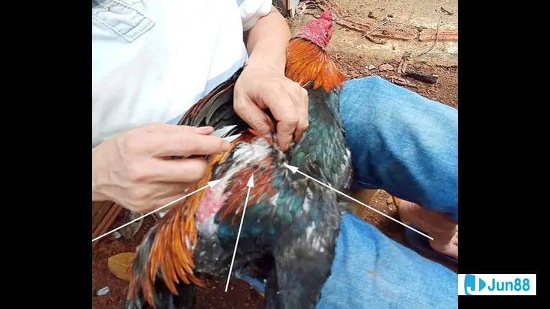 Chăm sóc lông gà đá Chăm sóc lông gà đá