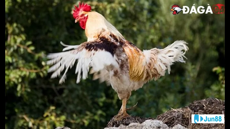 Gà đá nghiêm túc trong quá trình vận Gà đá nghiêm túc trong quá trình vận