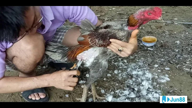 Vệ sinh lông định kỳ Vệ sinh lông định kỳ