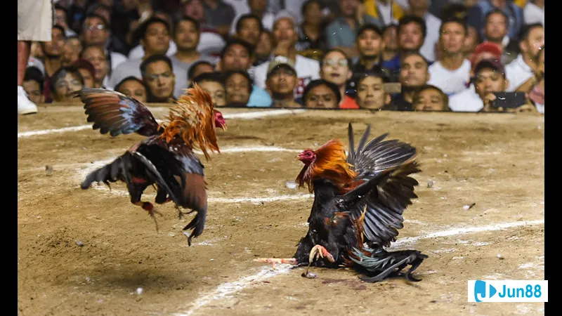 Đá gà Jun88 - Tìm hiểu chung