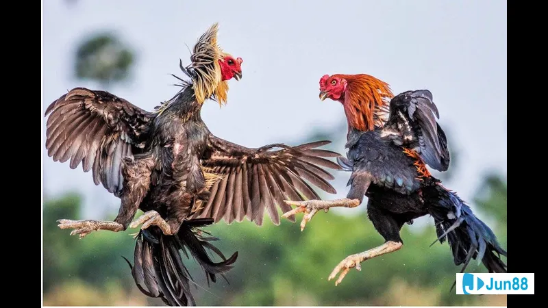 Các loại hình đá gà phổ biến đang được Jun88 cung cấp
