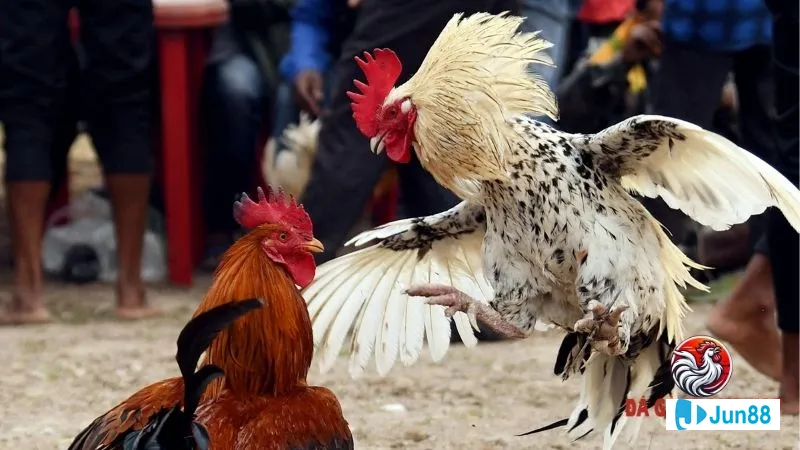 Bức ảnh ghi lại phong độ và đặc Khoảnh khắc ghi lại phong độ và đặc