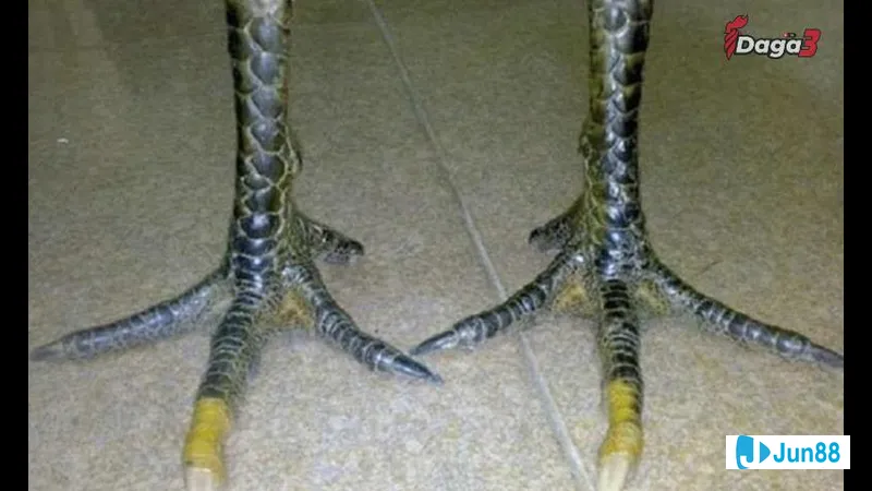 Chế độ ăn uống Chế độ ăn uống