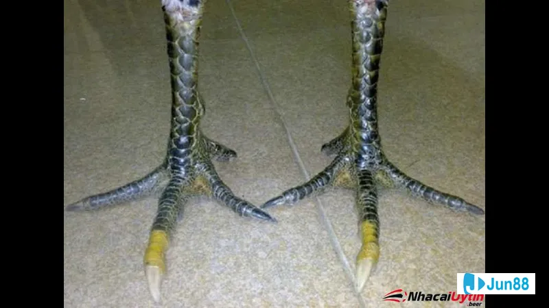 Gà hắc hổ thổi cánh mạnh mẽ trên Gà hắc hổ thổi cánh mạnh mẽ trên