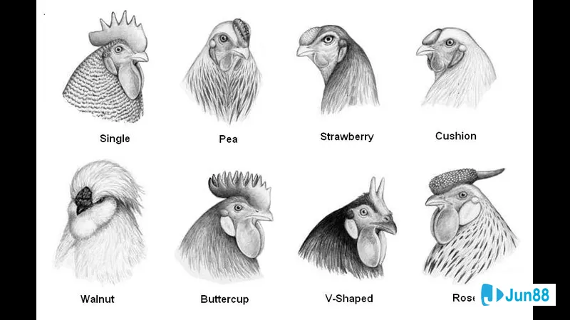 Gà mồng trà sẵn sàng thi đấu