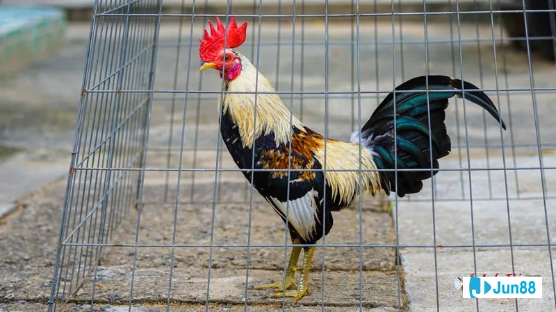 Di truyền và ảnh hưởng