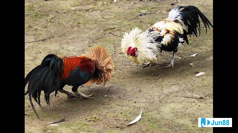 Đặc điểm hình thể của gà tre đá