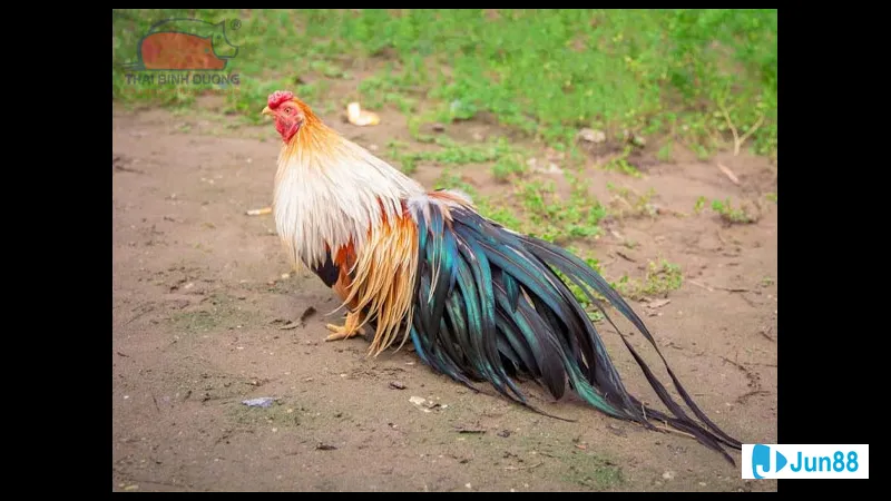 Chế độ dinh dưỡng cho gà tre đá