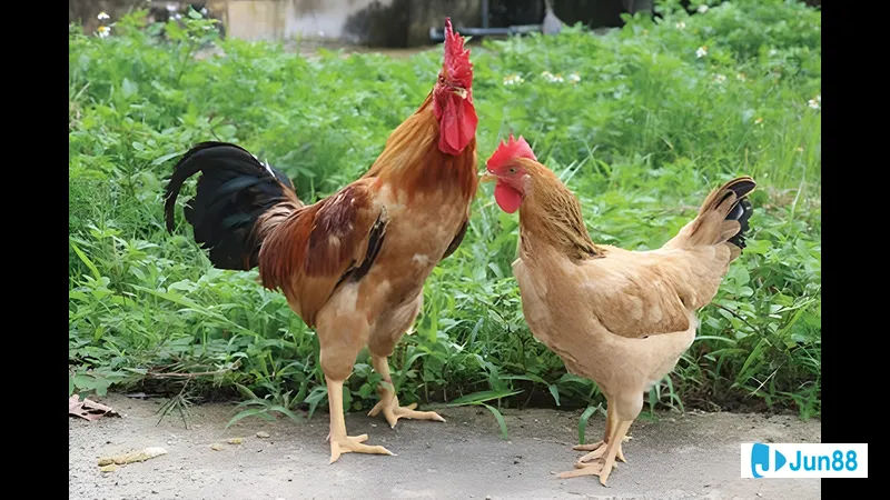 Gà úa thi đấu với sức mạnh