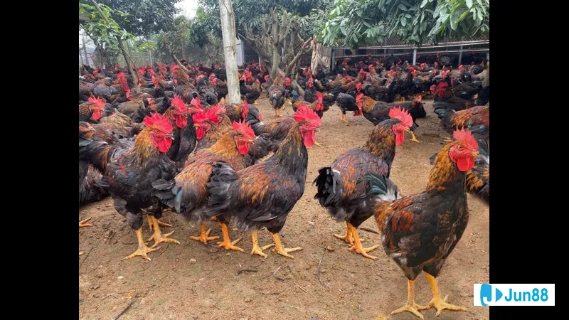 Gà úa với bộ lông đặc trưng