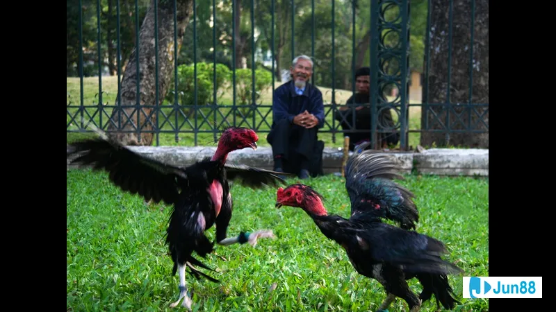 Gà chọi đá: Tiêu chí chọn giống Gà chọi đá: Tiêu chí chọn giống