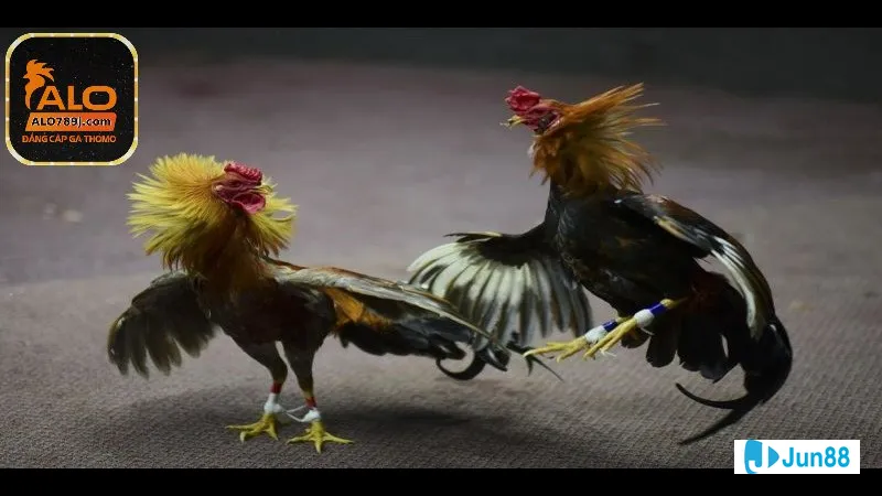 Đá gà đang tranh giành một vị trí Đá gà đang tranh giành một vị trí