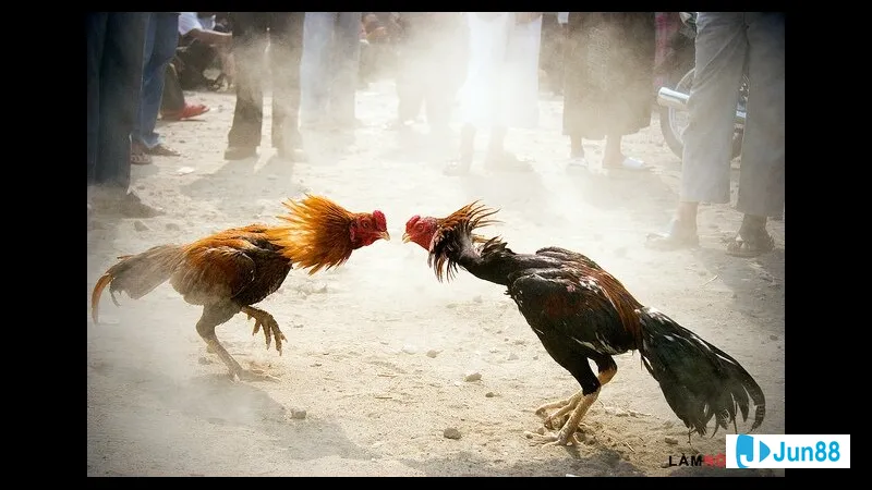 Gà đá hàng xáo chất lượng Gà đá hàng xáo chất lượng