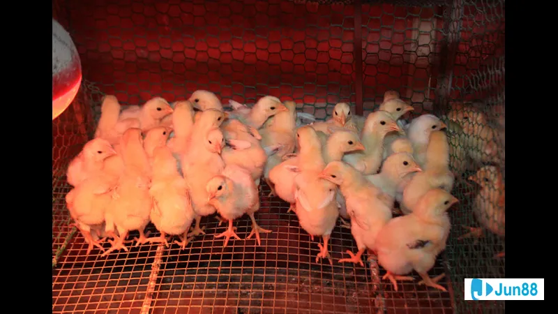 Kỹ thuật sửa gà khác biệt Kỹ thuật sửa gà khác biệt