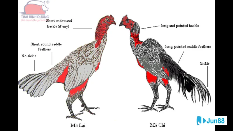 Chiến thuật phòng thủ trong trận đấu khốc Chiến thuật phòng thủ trong trận đấu khốc