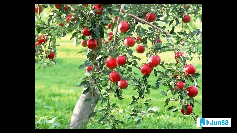 Quả dứa tươi mọng Quả dứa tươi mọng