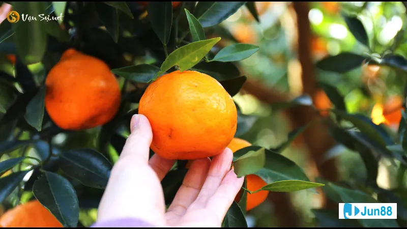 Trái cây mang ý nghĩa trong giấc mơ Trái cây mang ý nghĩa trong giấc mơ