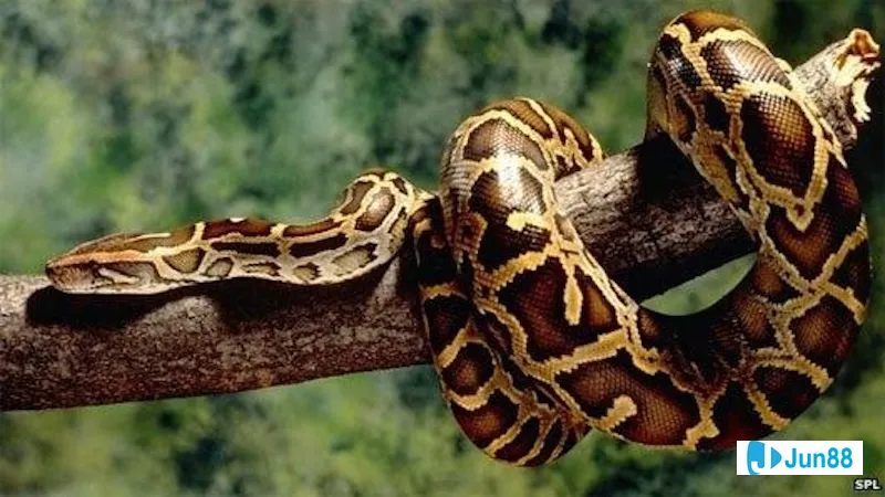 Trăn quấn quanh người trong giấc mơ