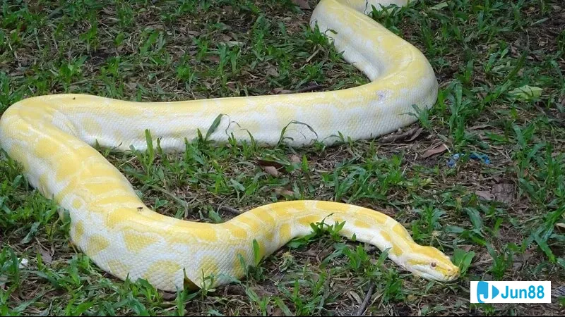 Minh họa cho Các tình huống cụ thể