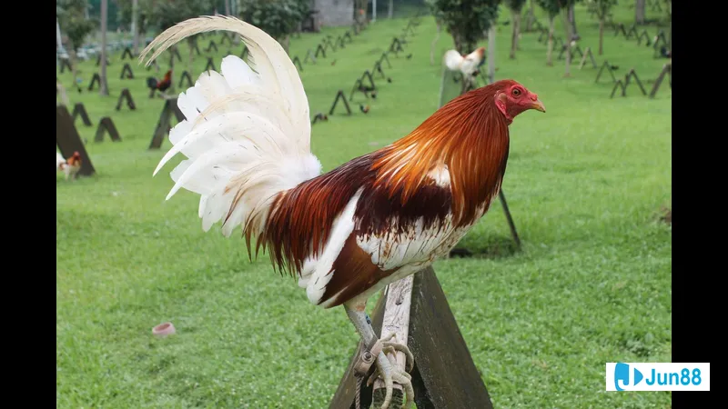 Gà chất lượng được chọn lọc Gà chất lượng được chọn lọc