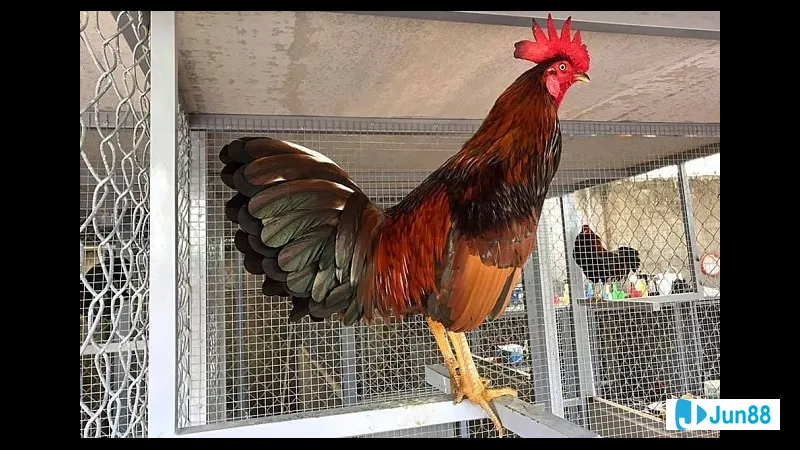 Gà đá Mỹ cựa sắt - Giới thiệu về Gà đá Mỹ cựa sắt - Giới thiệu về