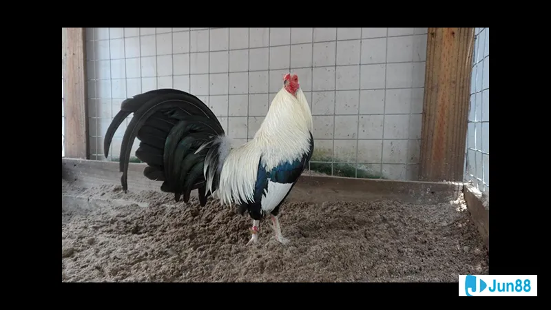 chế độ dinh dưỡng Chế độ dinh dưỡng