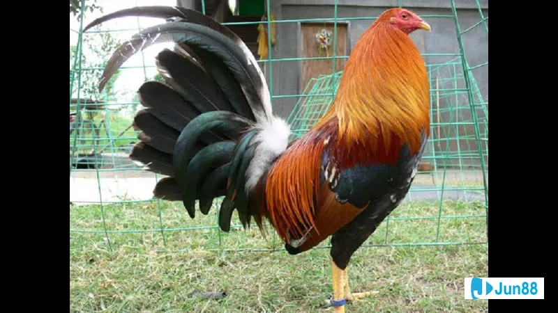 Đặc điểm của gà đá Mỹ cựa sắt Đặc điểm của gà đá Mỹ cựa sắt