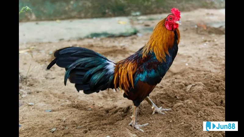 Gà nòi Việt Nam Gà nòi Việt Nam