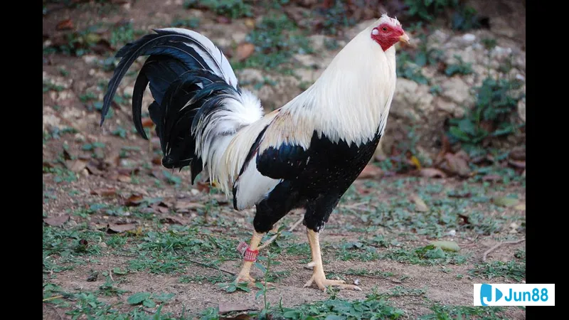 Đặc điểm ngoại hình của người phụ nữ Đặc điểm ngoại hình của người