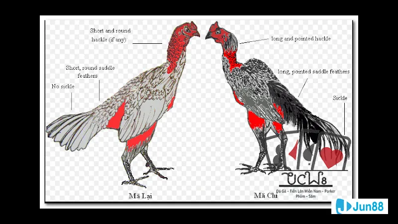 Chăm sóc và nuôi dưỡng gà đá cựa Chăm sóc và nuôi dưỡng gà đá cựa