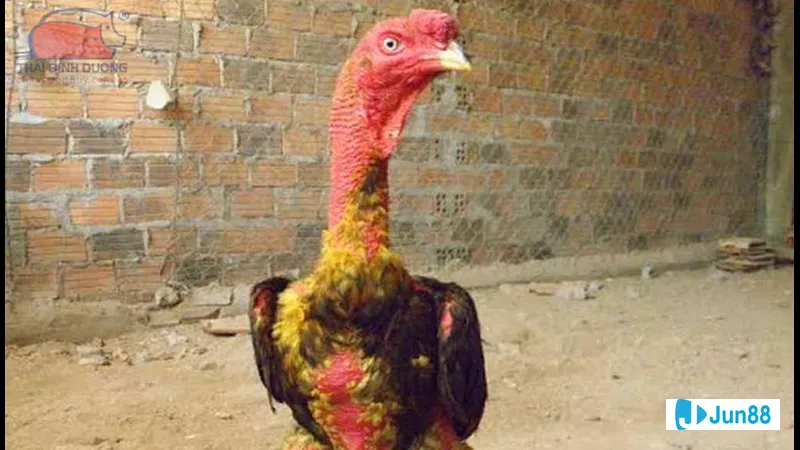 Gà đang được tắm sạch trong bước thứ Gà đang được tắm sạch trong bước thứ